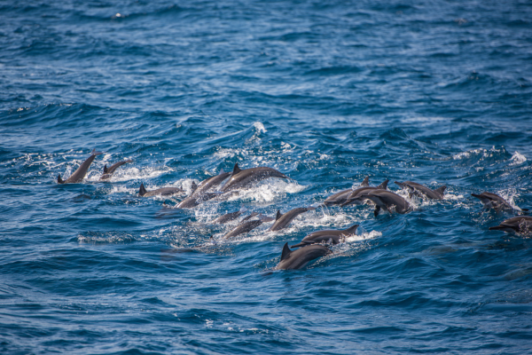 Dolphin sri lanka