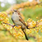 bird-eLanka 02