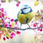 bird life-eLanka