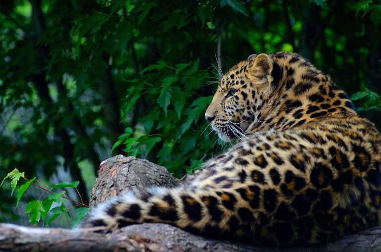 A spotted affair: Has Sri Lanka over-promoted the iconic Sri Lankan leopard?-by Srilal Miththapala