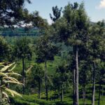plantation-eLanka