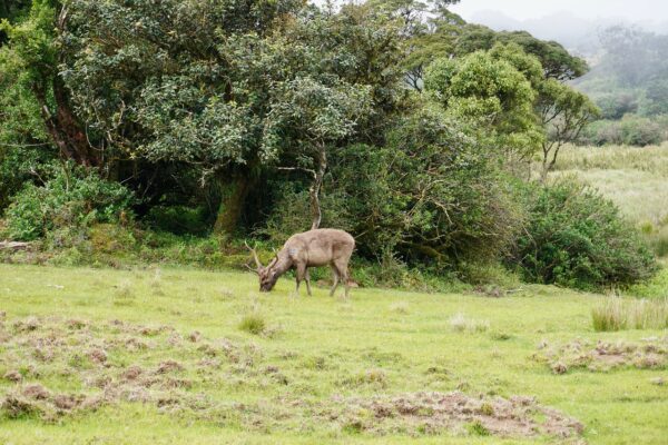 Horton Plains National Park-eLanka