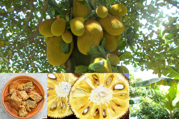 The Nutritional Bounty of Jackfruit: A Healthful Delight in Jackfruit Curry – By Nadeeka – eLanka