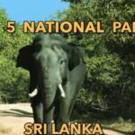 Top 5 National Parks in Sri Lanka-eLanka