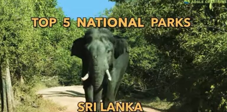 Top 5 National Parks in Sri Lanka