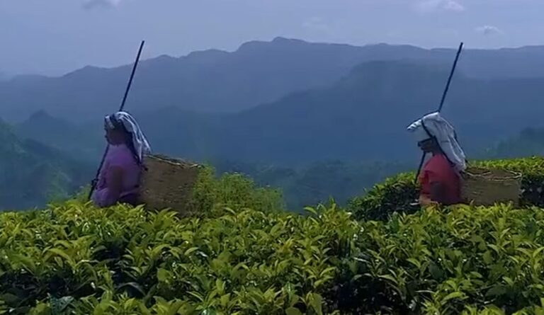 Uva Highlands Estate