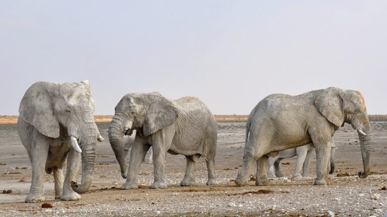 Wild elephants pull down 16 telephone posts-By Romesh Madusanka
