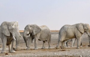 Authorities Prioritise Safeguarding Elephants and Tourists-By Sulochana Ramiah Mohan