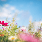 spring - eLanka