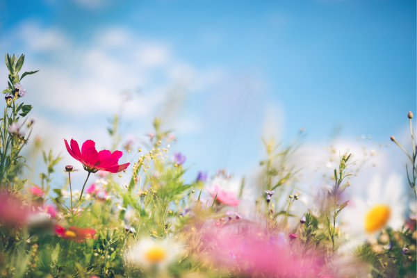spring - eLanka