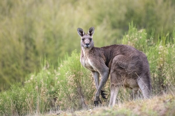 AUSSIE LINGO-eLanka