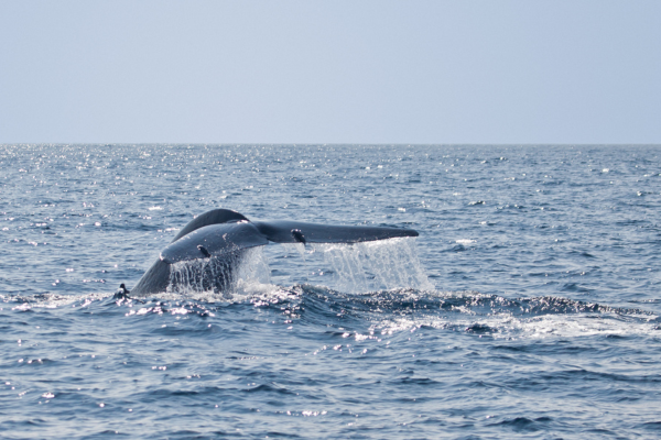  Blue Whales of Sri Lanka