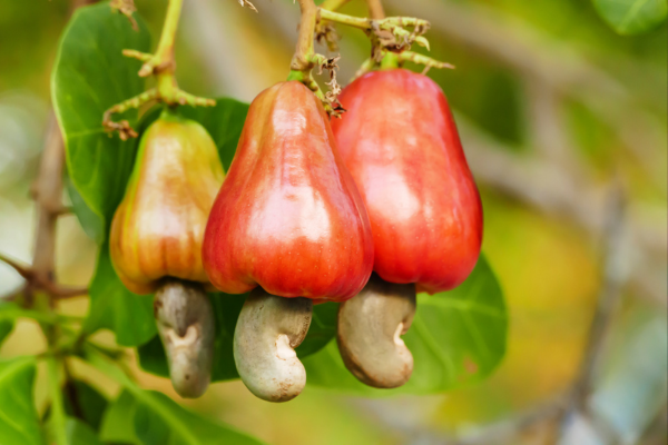 Savoring the Flavors and Benefits of Sri Lankan Cashew Curry – By Nadeeka – eLanka