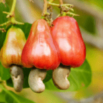 "Cashew nuts capital" of Vietnam - By Target Agriculture Group
