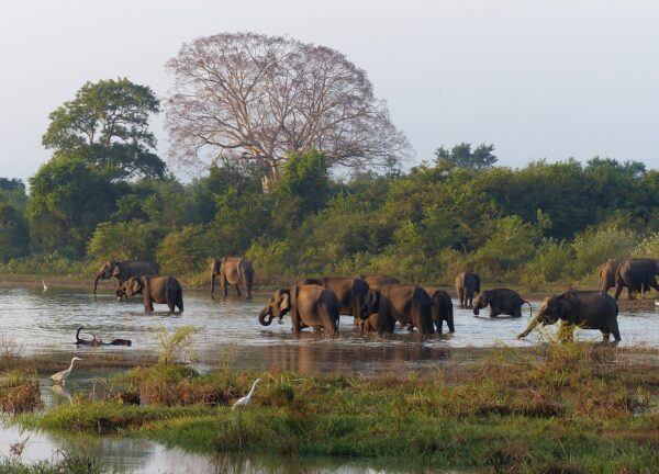 Celebrating World Wildlife Day in Sri Lanka-eLanka 01