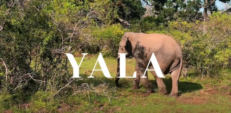 SRI LANKA SAFARI VLOG | An epic experience in Yala National Park
