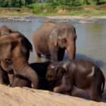 Sri Lanka's Elephant
