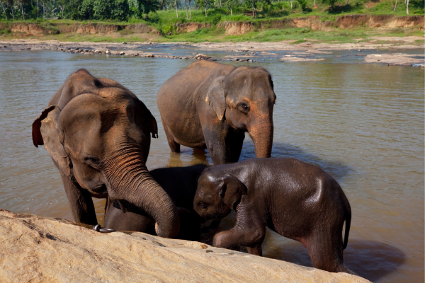 Elephant Orphanage & Elephant Lore: Dilmah Initiative at Uda Walawe-by Kamanthi Wickramasinghe