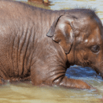 Sri Lanka's Elephant