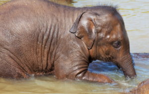Sri Lanka’s Elephant Orphanages: Guardians of the Gentle Giants – By Nadeeka – eLanka