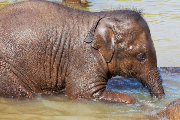 Sri Lanka's Elephant