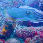 The Sea of Sri Lanka-eLanka