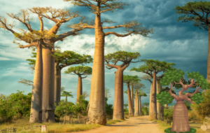The Majestic Baobab: Unraveling the Mysteries of Nature’s Ancient Guardian – By Bhanuka – eLanka