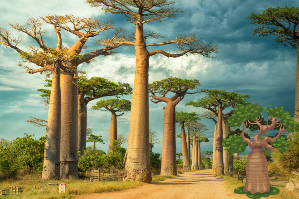 The Majestic Baobab: Unraveling the Mysteries of Nature’s Ancient Guardian – By Bhanuka – eLanka