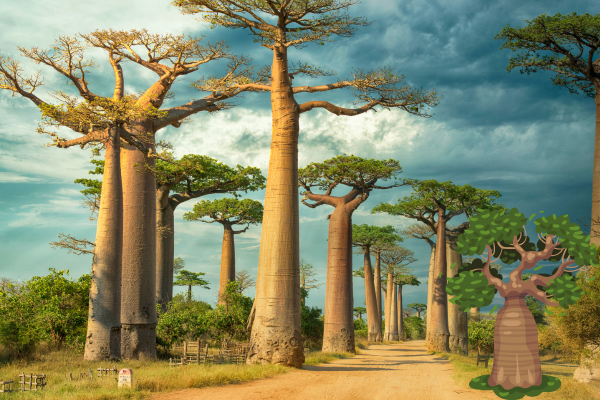 Baobab tree