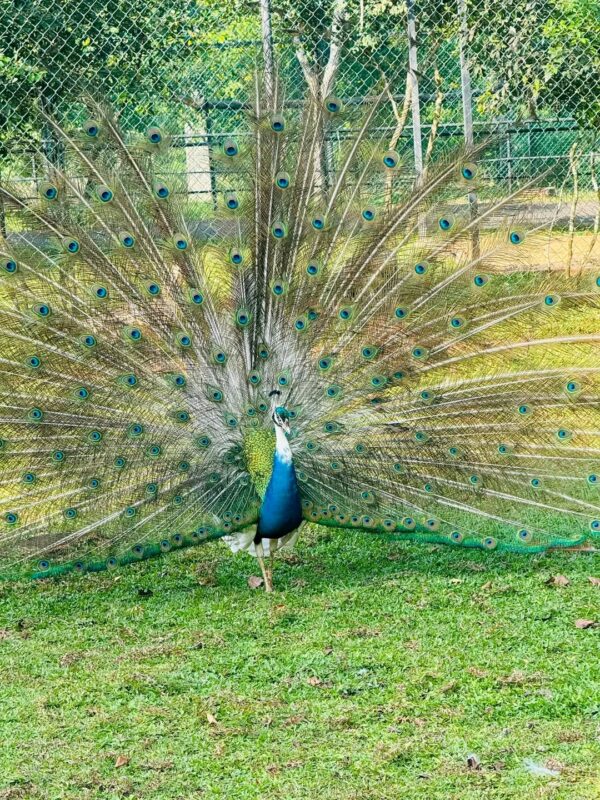 Bird Park Hambantota 02
