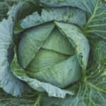 Cabbage-eLanka