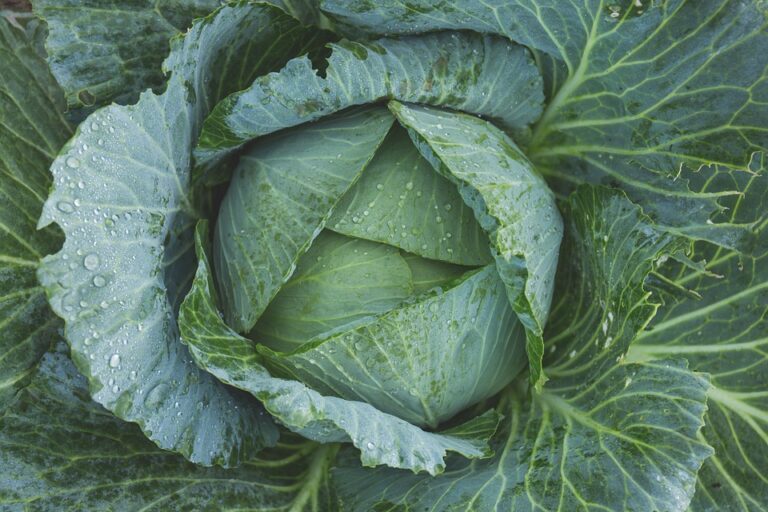 The humble , inexpensive Cabbage