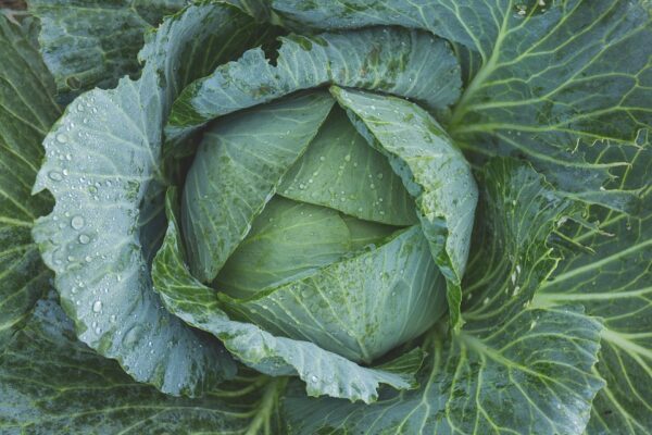 Cabbage-eLanka