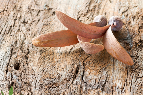 Dipterocarpus zeylanicus