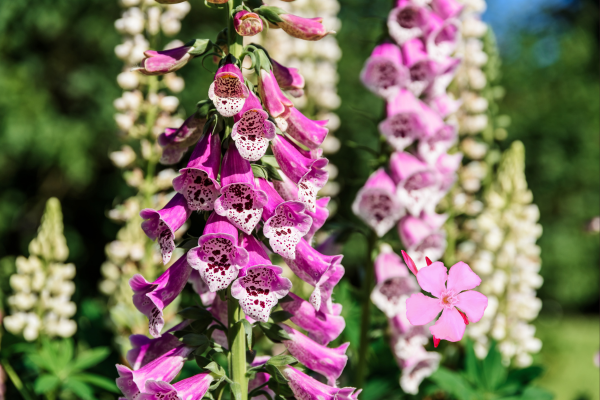 Foxglove