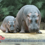 Hippopotamuses
