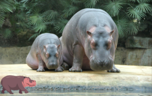 Behemoths of the River: Exploring the Fascinating World of Hippopotamuses – By Bhanuka – eLanka