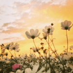 SUNDAY CHOICE - JUST AS I AM - By Charles Schokman