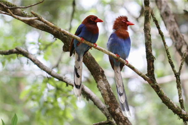 Sri Lanka Blue Magpie