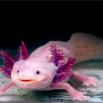 The Axolotl