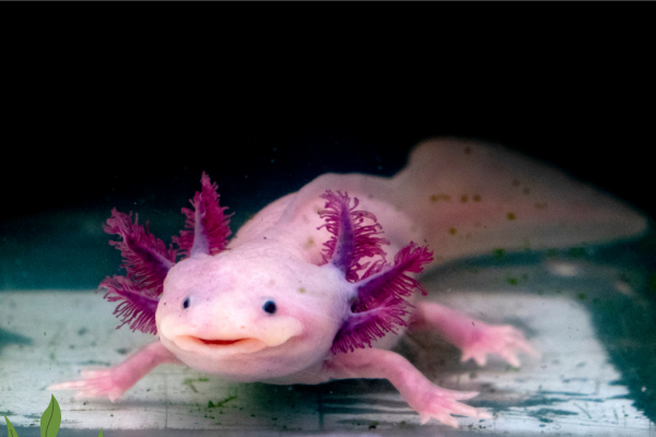 The Axolotl