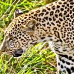 An African Safari