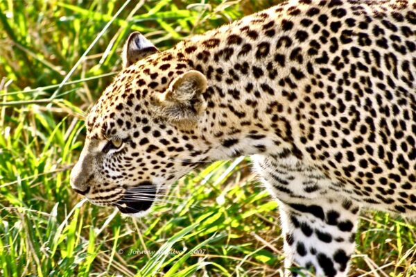 An African Safari