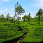 Celebrating International Tea Day-eLanka
