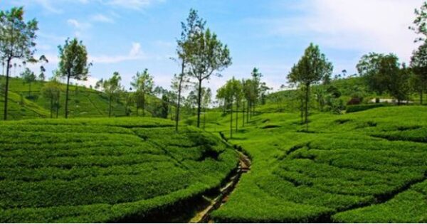 Celebrating International Tea Day-eLanka