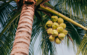 God’s Creation of the Marvellous Palm/Coconut Tree. – By Noor Rahim