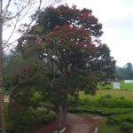 Darawala Club-eLanka