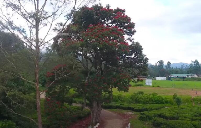 Darawala Club, Dickoya (2013)