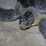 Kosgoda Sea Turtle Conservation Project