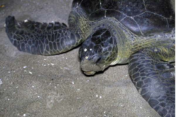 Kosgoda Sea Turtle Conservation Project